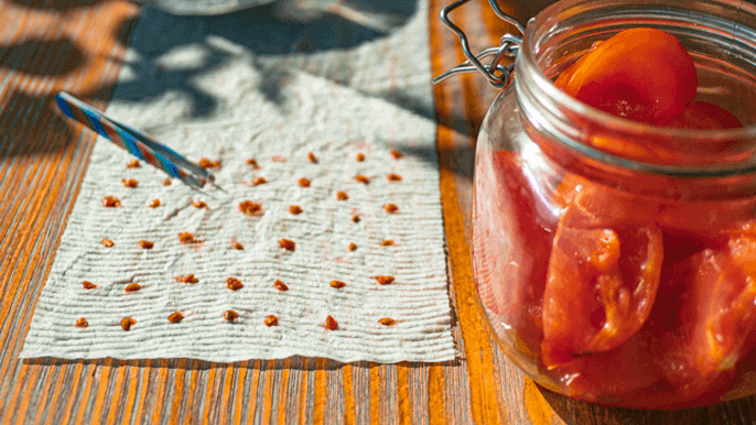 Germinating seeds paper towel